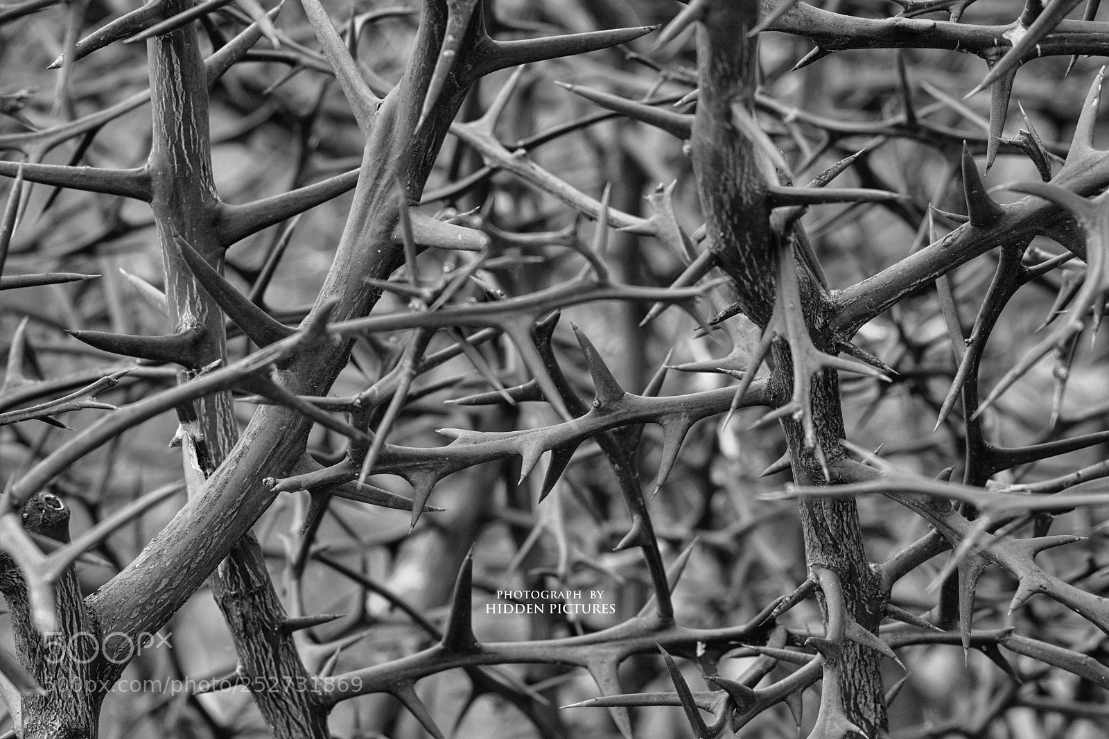 Fujifilm X-T2 sample photo. Thorn photography