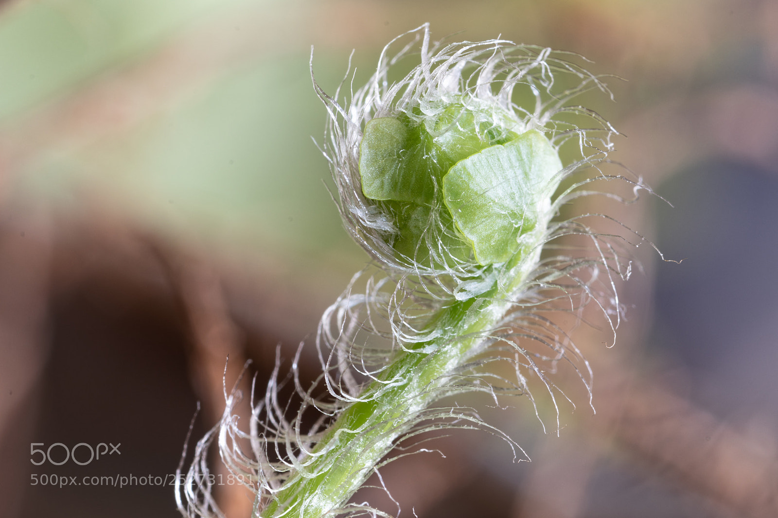 Nikon D5500 sample photo. 6922 photography
