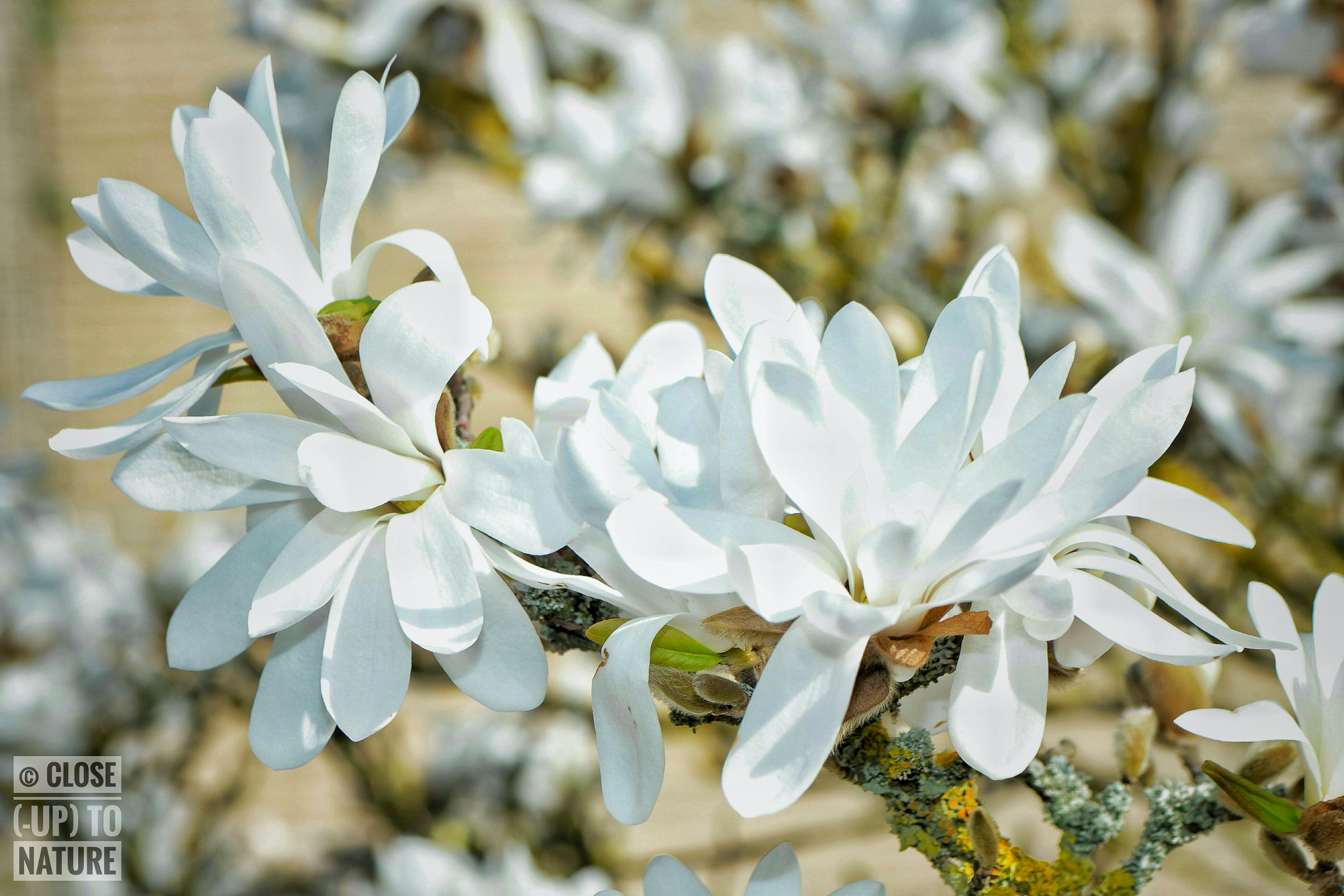 Samsung NX500 sample photo. Magnolia stellata photography