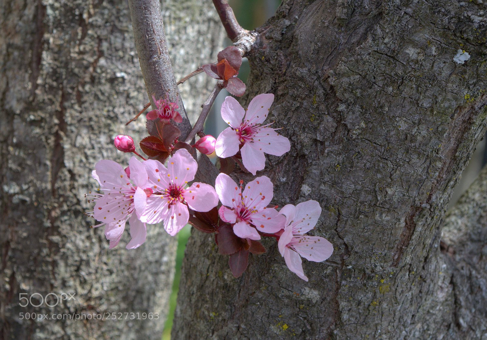 Pentax K-50 sample photo. Pruno photography