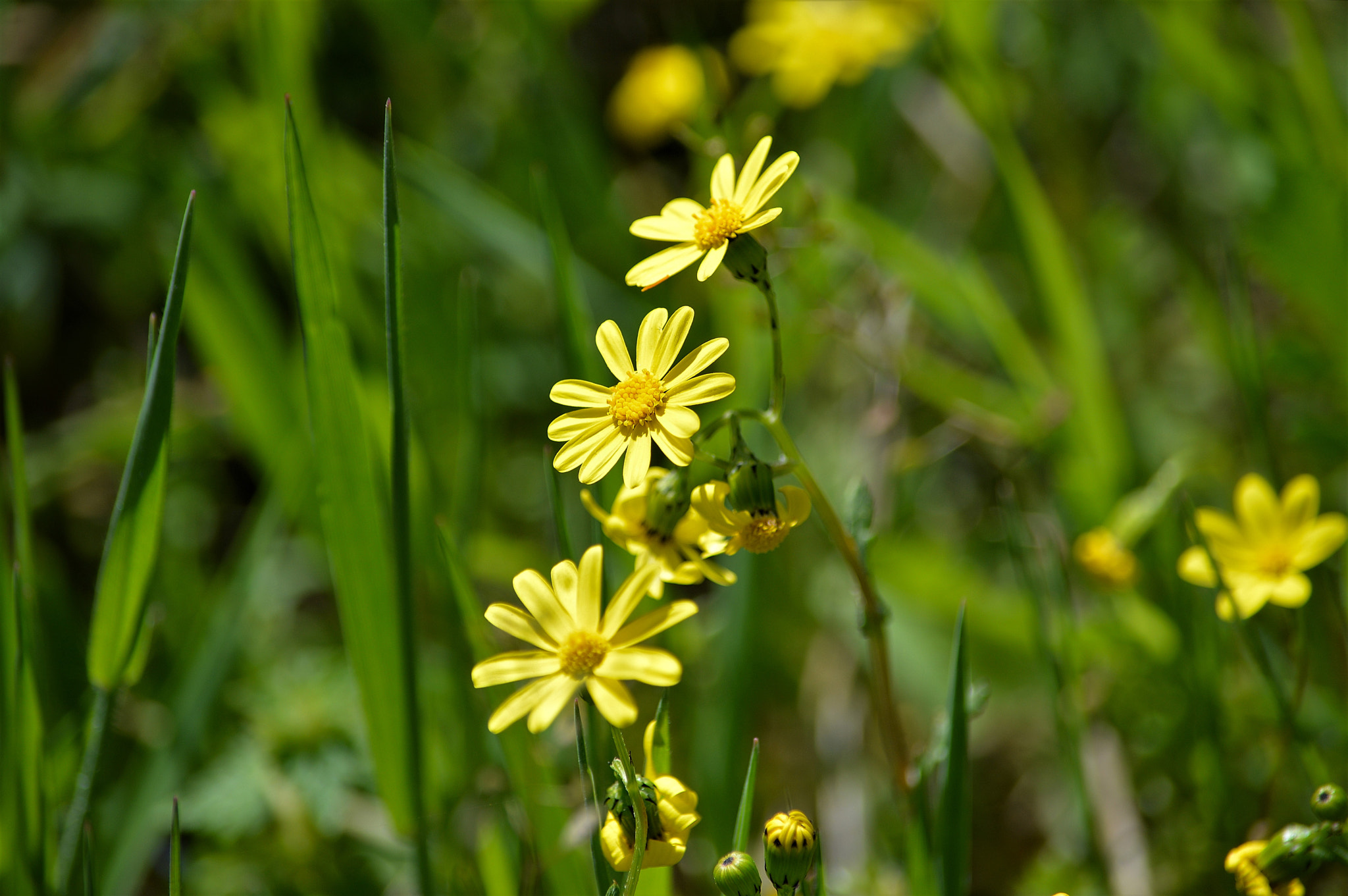 Nikon D3200 sample photo. Wildflowers photography