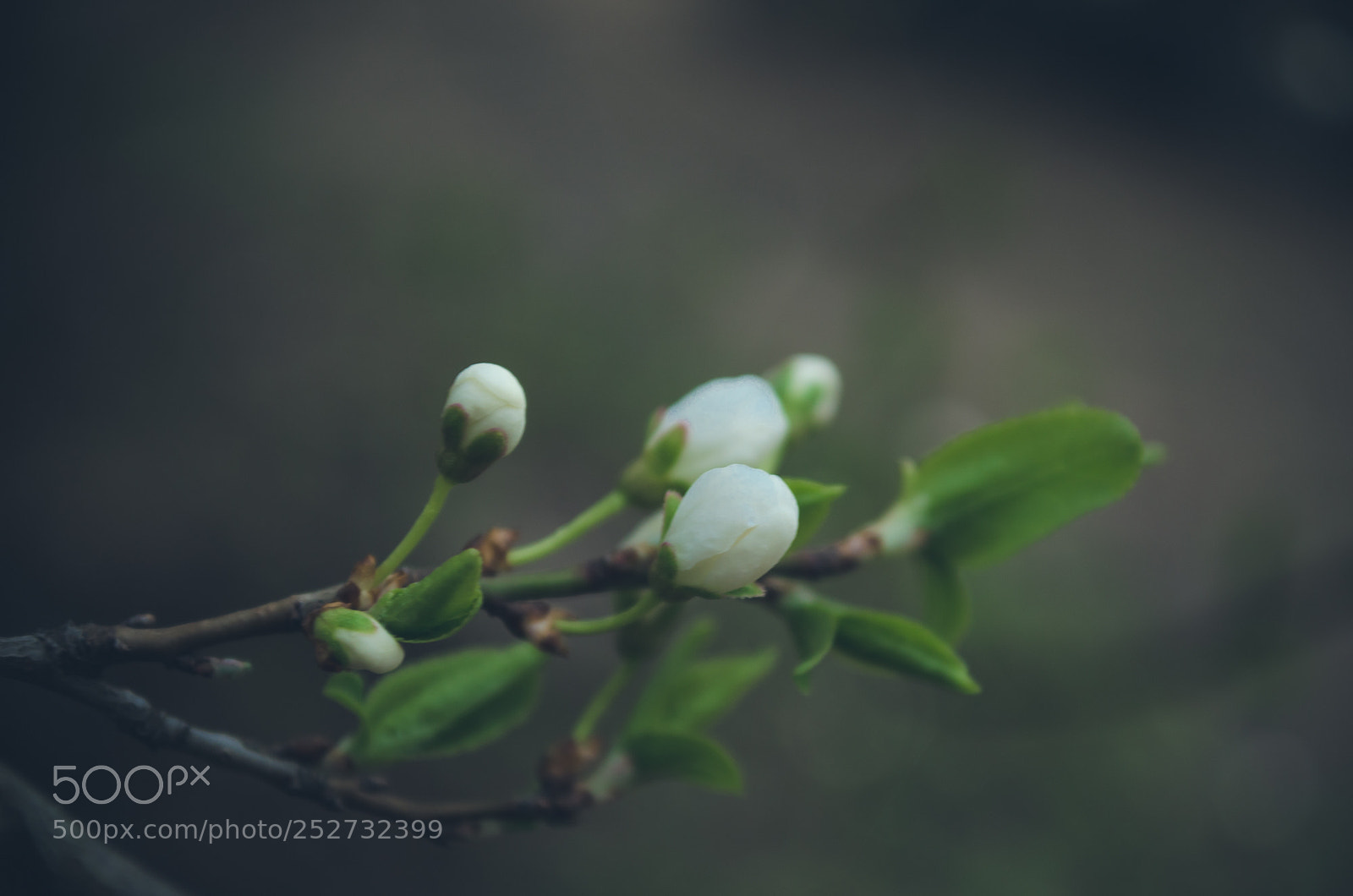 Nikon D5100 sample photo. *** photography