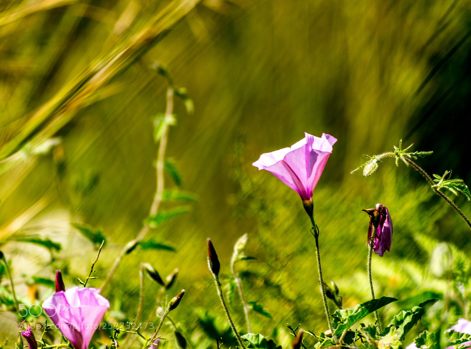 Nikon D3300 sample photo. Pink is bright photography
