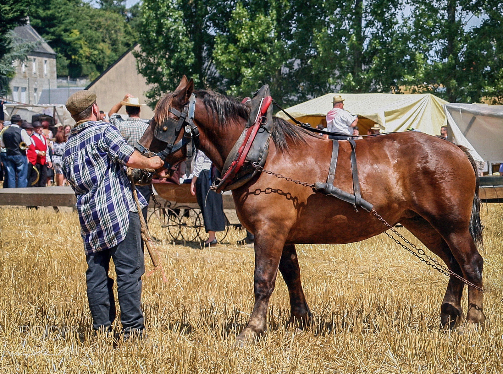 Canon EOS 5D sample photo. Horse power photography