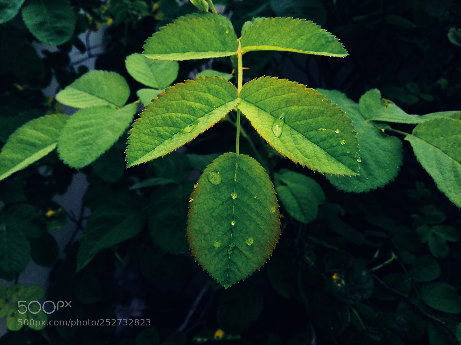 Samsung Galaxy J3(2016) sample photo. Green leaf photography
