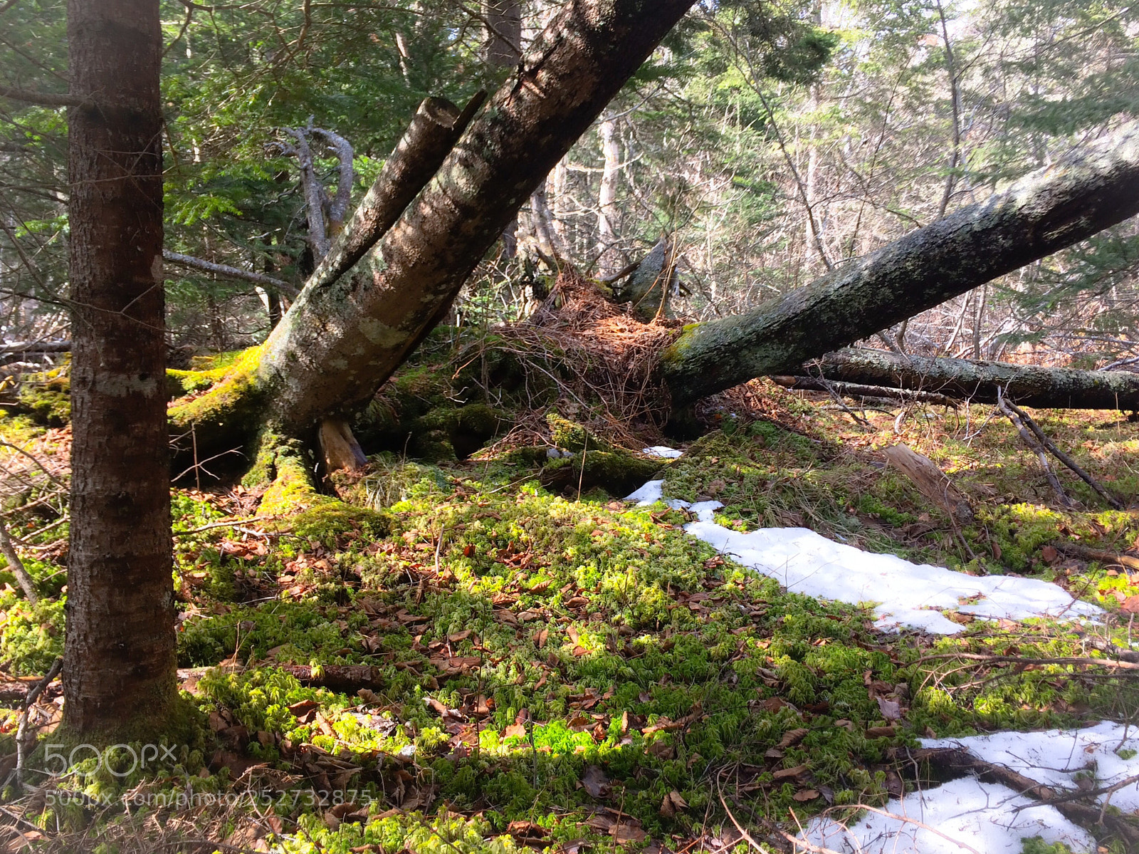 Apple iPhone 5s sample photo. Woods photography