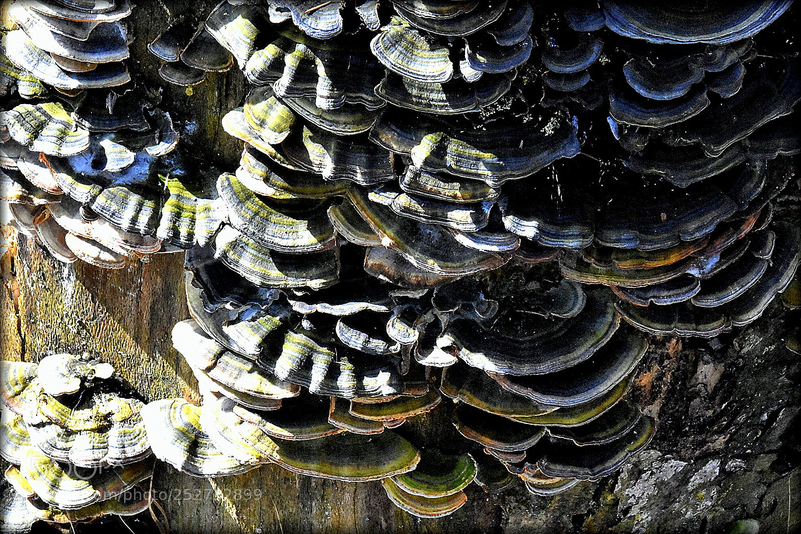 Nikon D7200 sample photo. "tree fungus" photography