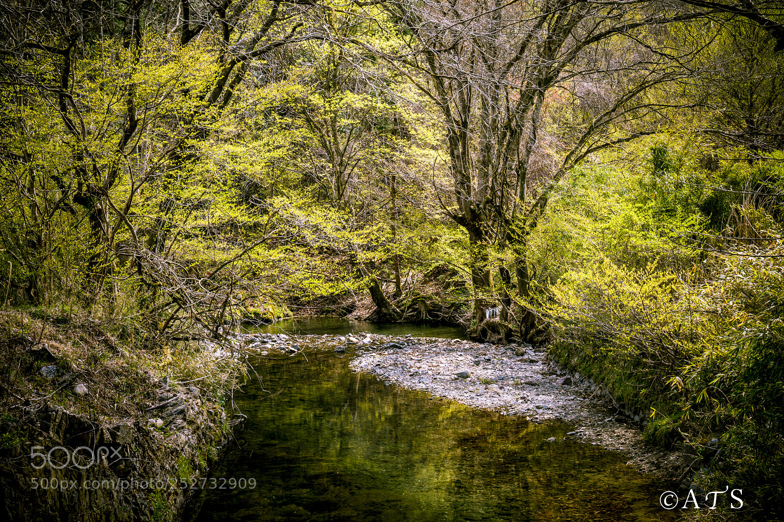 Canon EOS 5D Mark IV sample photo. Fresh verdure photography