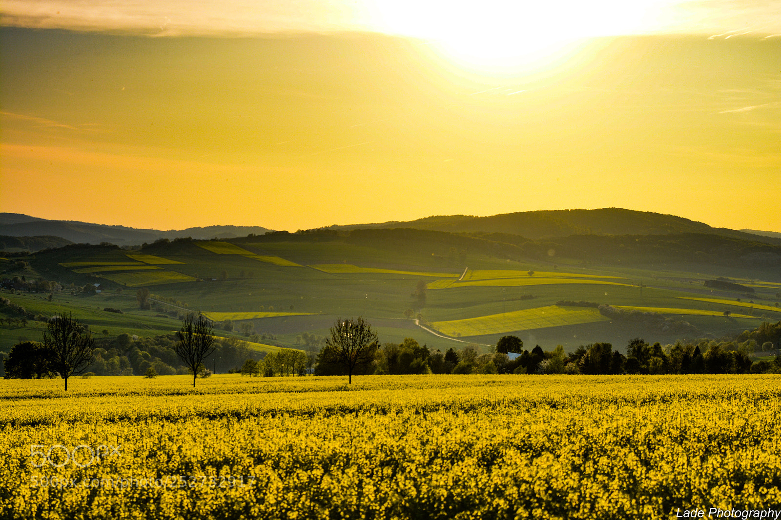 Nikon D7100 sample photo. Fields of gold photography