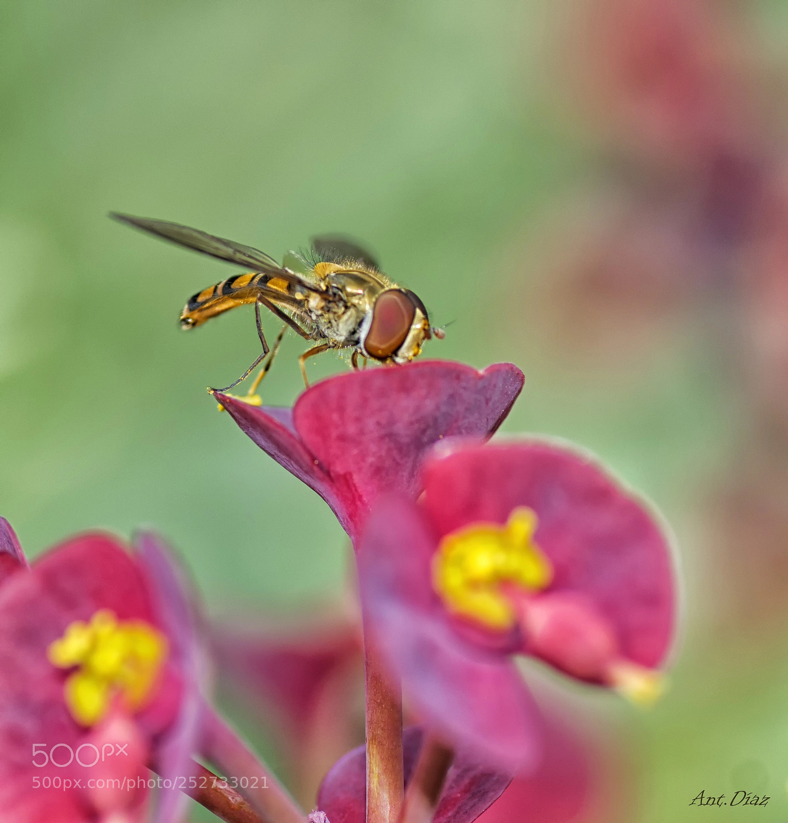 Nikon D7100 sample photo. Cernidora photography