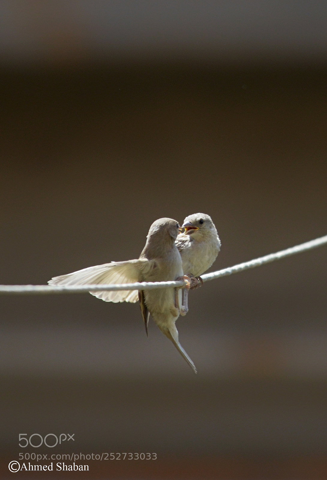 Nikon D7000 sample photo. Birds  (sparrow) photography