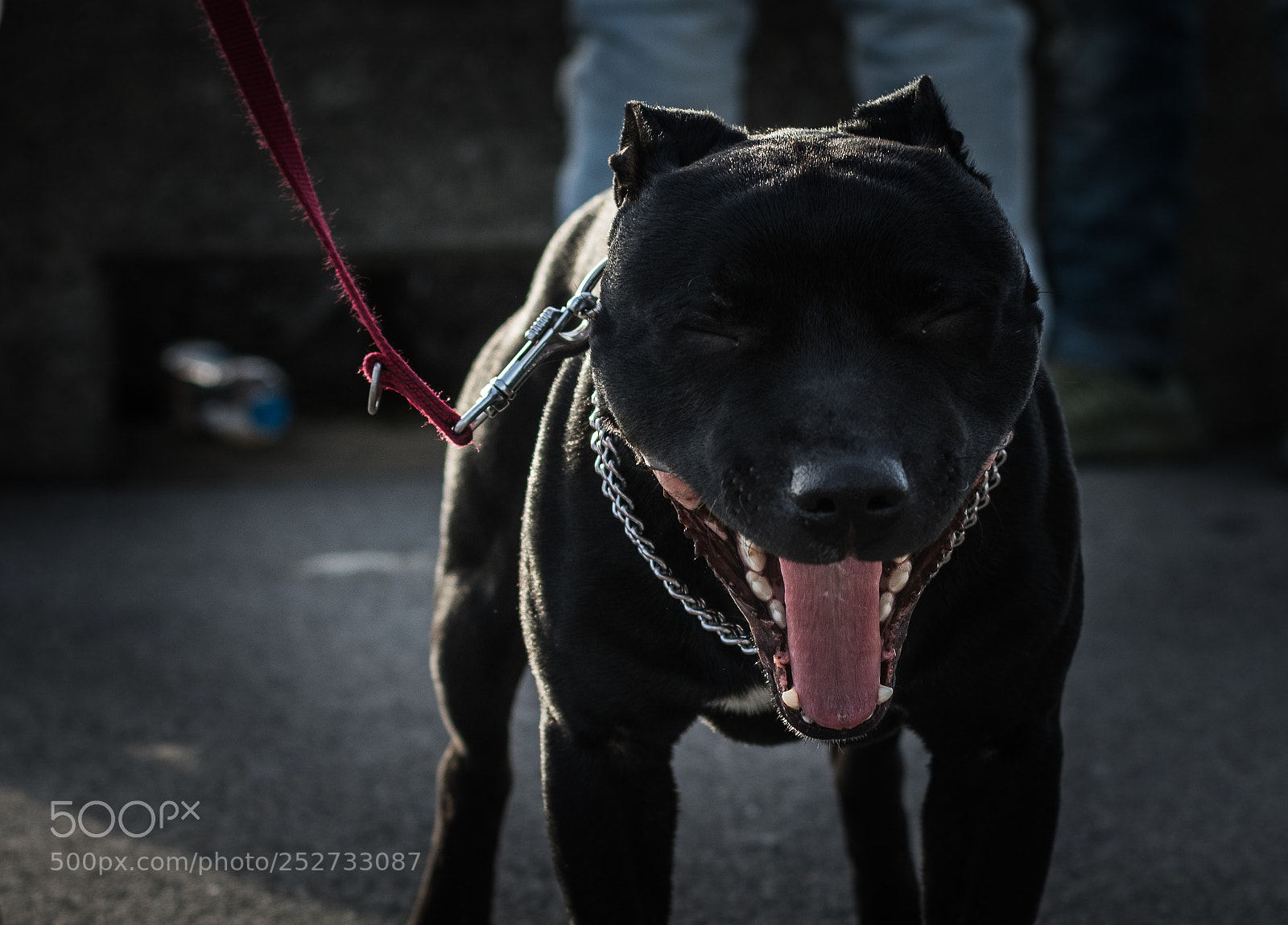 Nikon D500 sample photo. Mdr! photography
