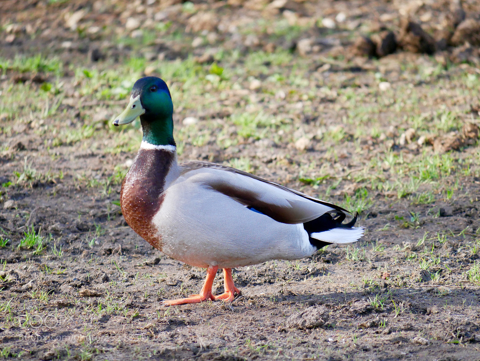 Panasonic Lumix DMC-G85 (Lumix DMC-G80) sample photo. Canard colvert photography