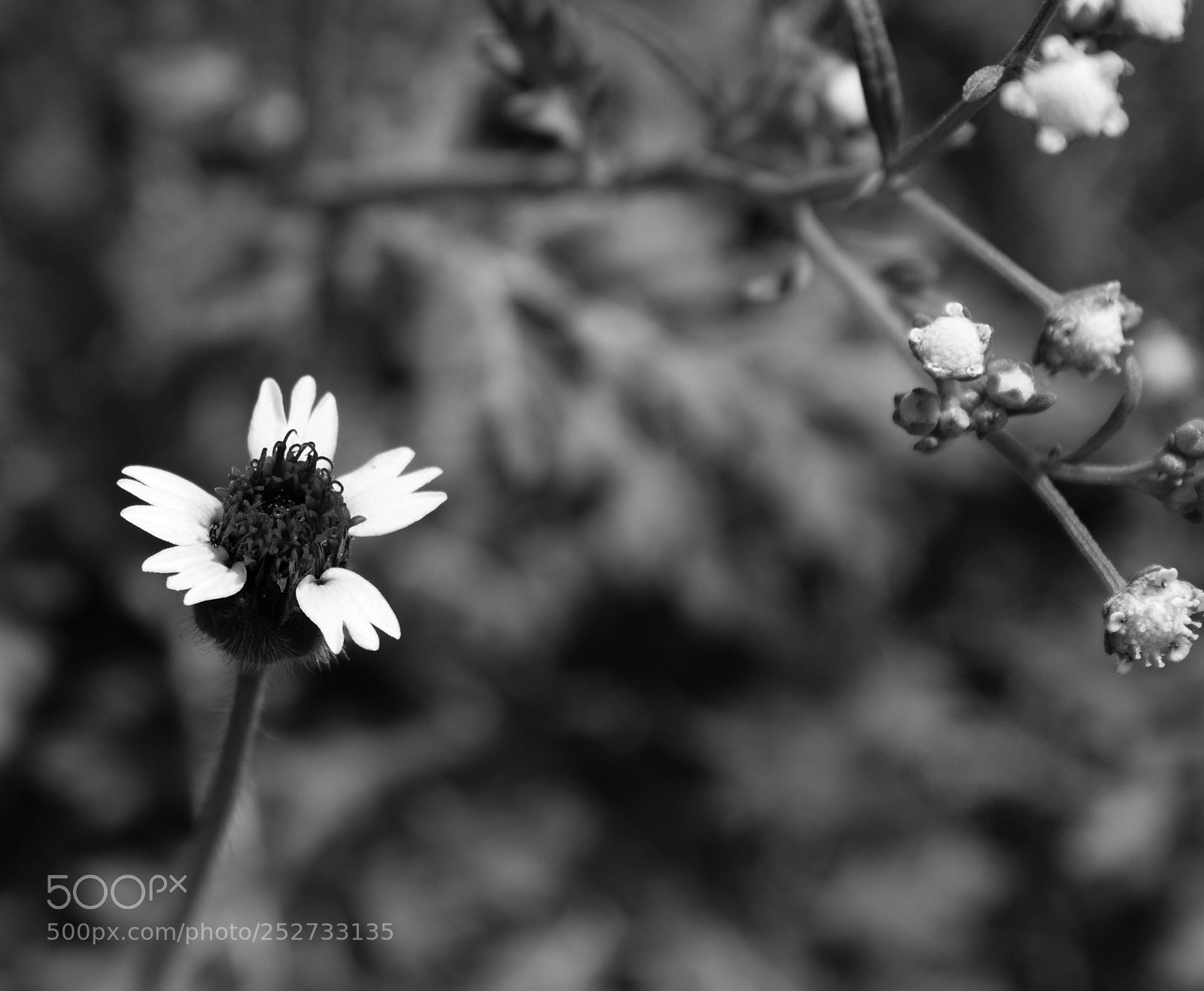 Canon EOS 1300D (EOS Rebel T6 / EOS Kiss X80) sample photo. Macro flower photography
