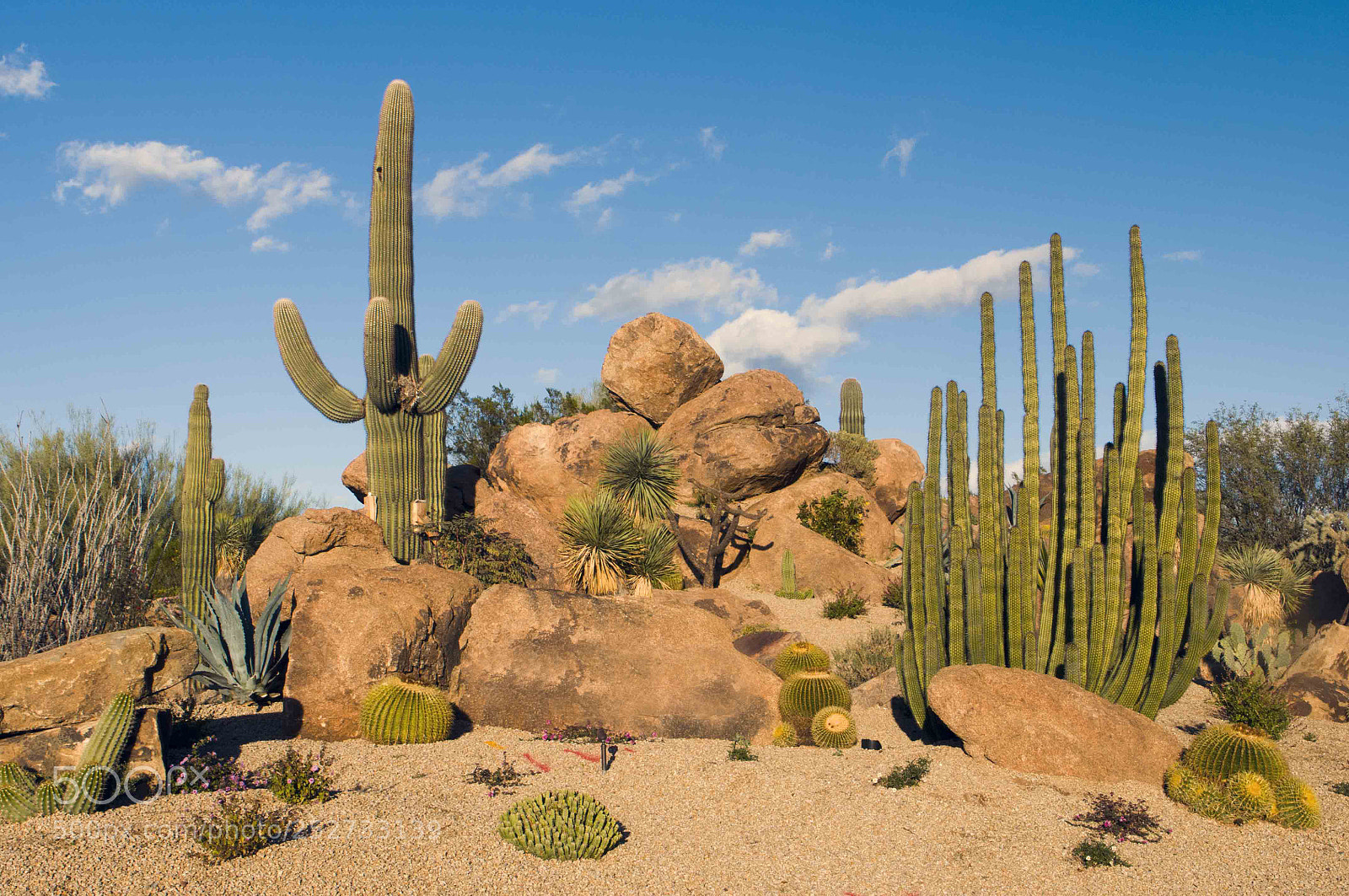 Nikon D300 sample photo. Arizona desert photography