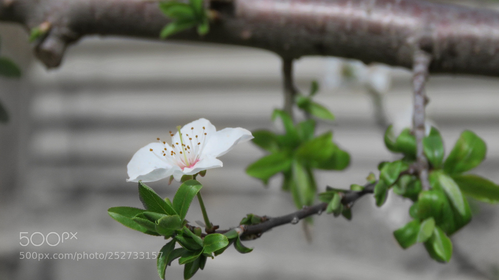 Canon PowerShot SX60 HS sample photo. Untitled photography