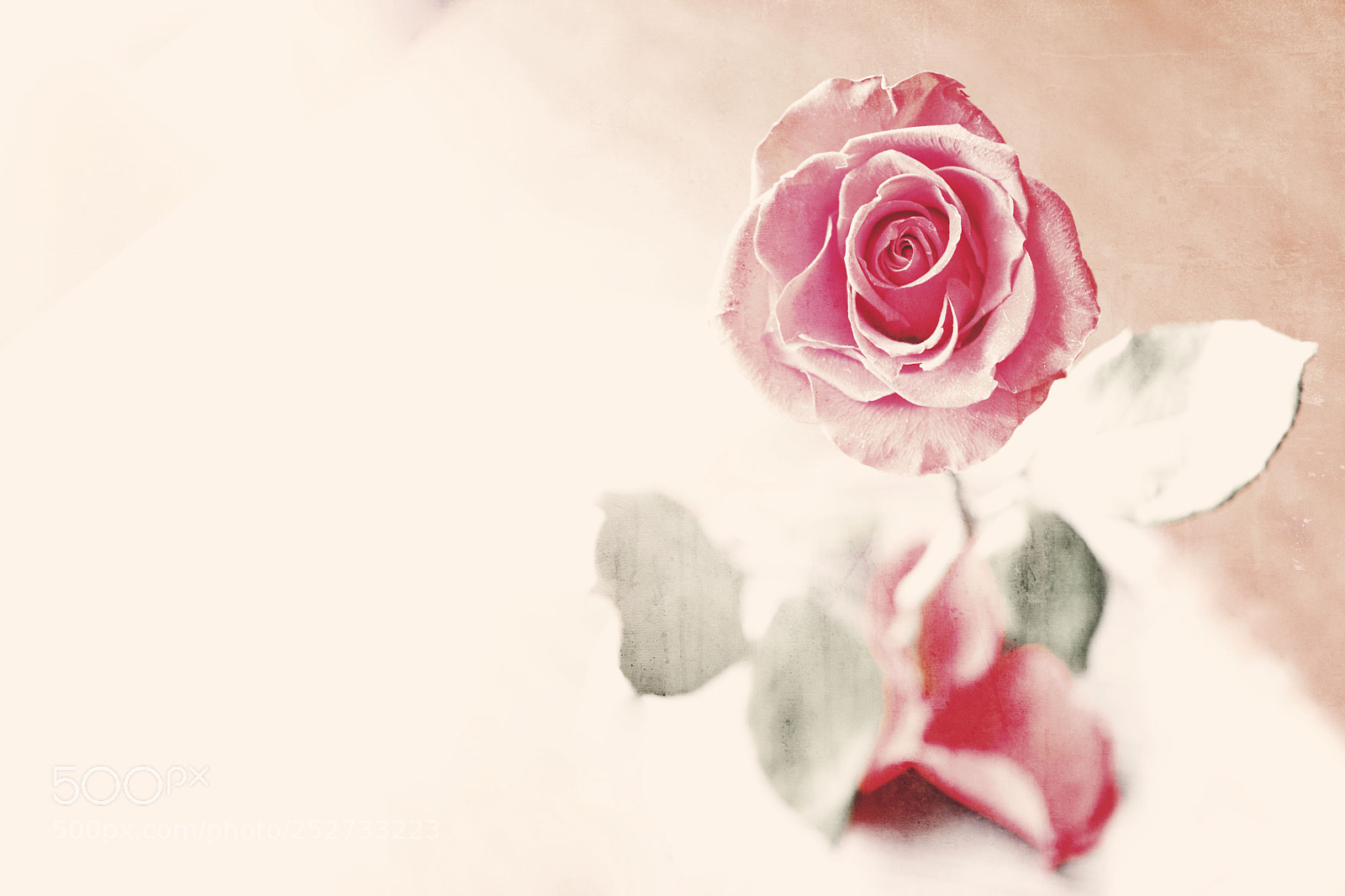 Canon EOS 6D Mark II sample photo. Flower photography