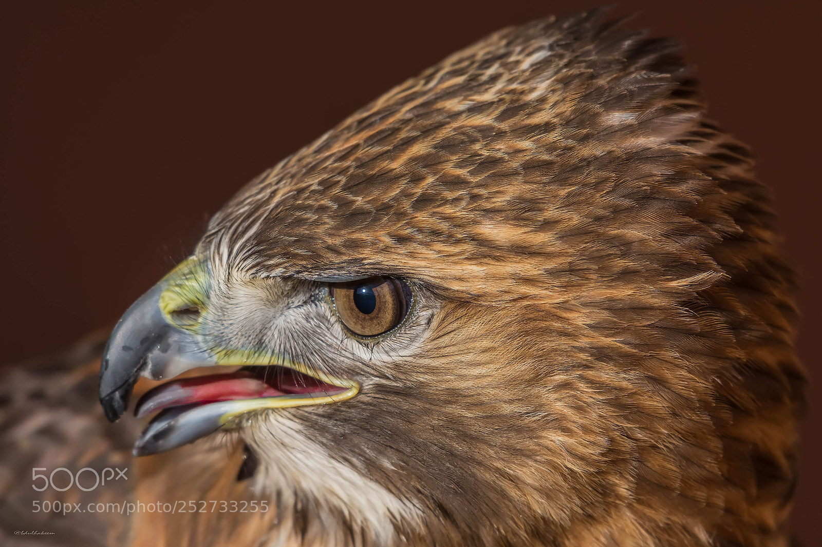 Nikon D7200 sample photo. Eagle eye... photography