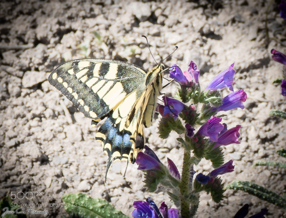 Nikon D7200 sample photo. Papilo machaon photography
