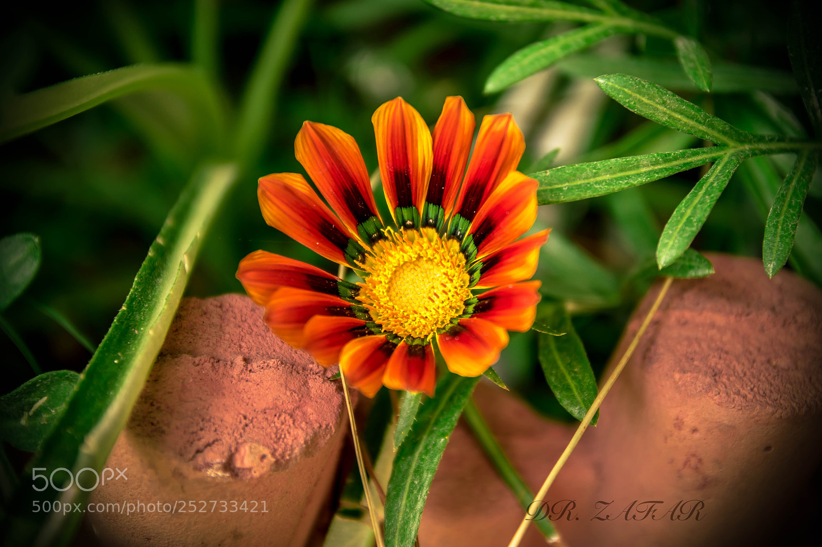 Nikon D5500 sample photo. Flower photography photography