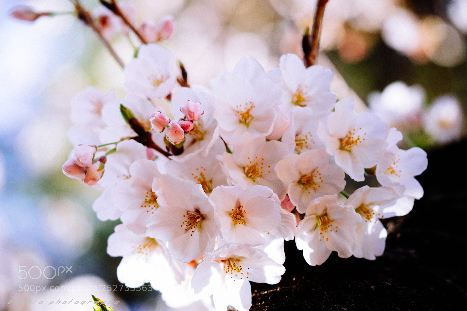 Olympus OM-D E-M1 sample photo. Cherry blossom photography