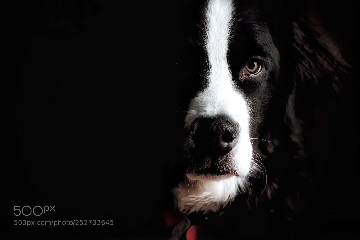 Fujifilm X-T2 sample photo. Braque the future service photography