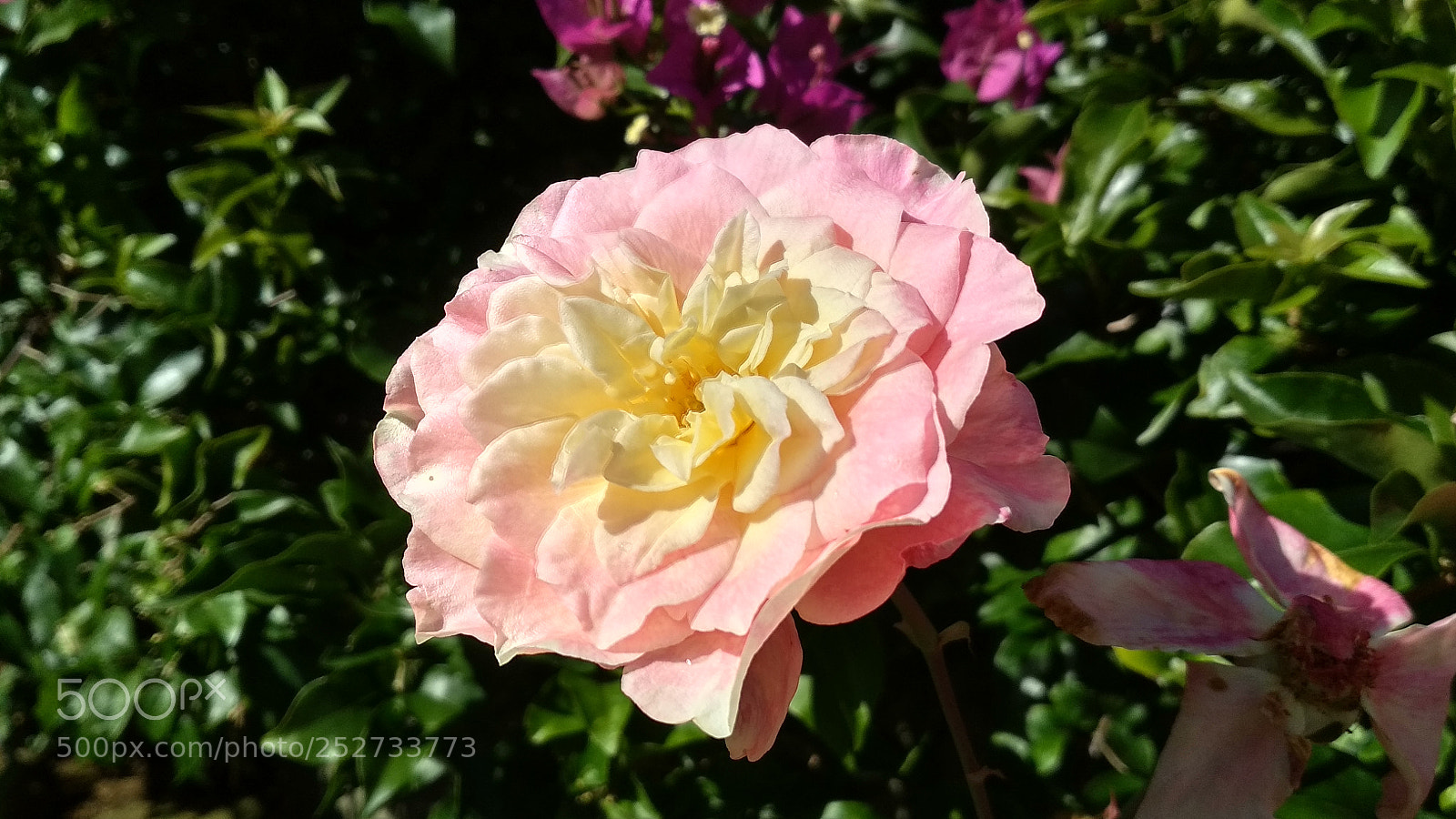 Xiaomi Redmi 4X sample photo. Untitled photography