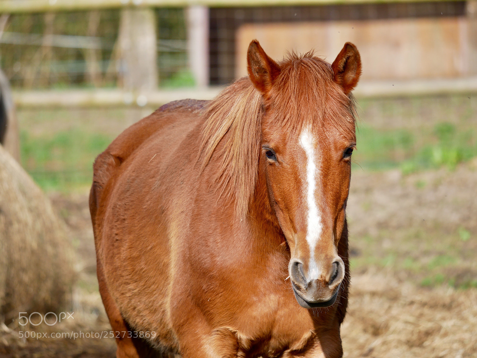 Panasonic Lumix DMC-G85 (Lumix DMC-G80) sample photo. Cheval photography
