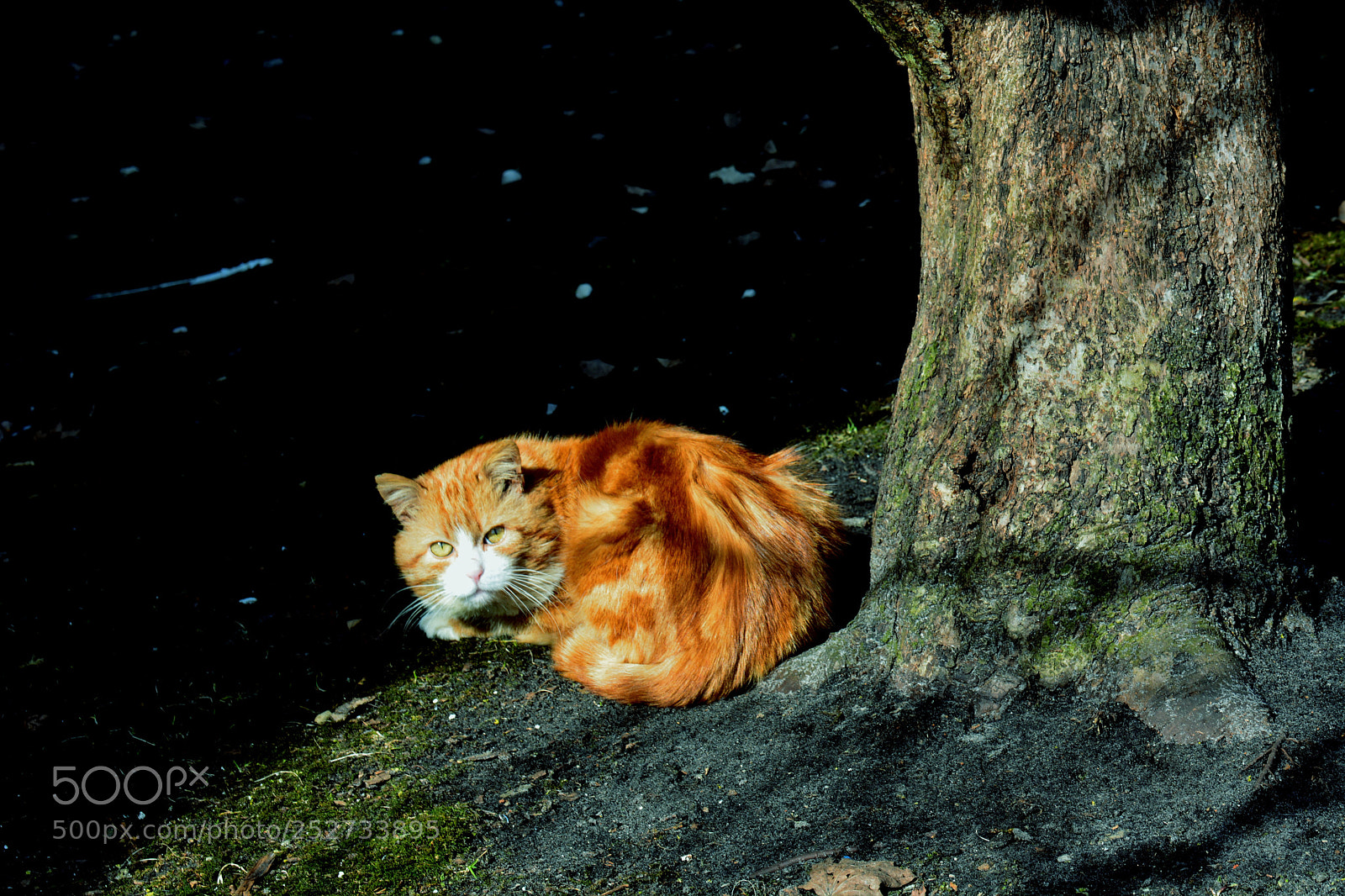 Nikon D5200 sample photo. Do not come! photography