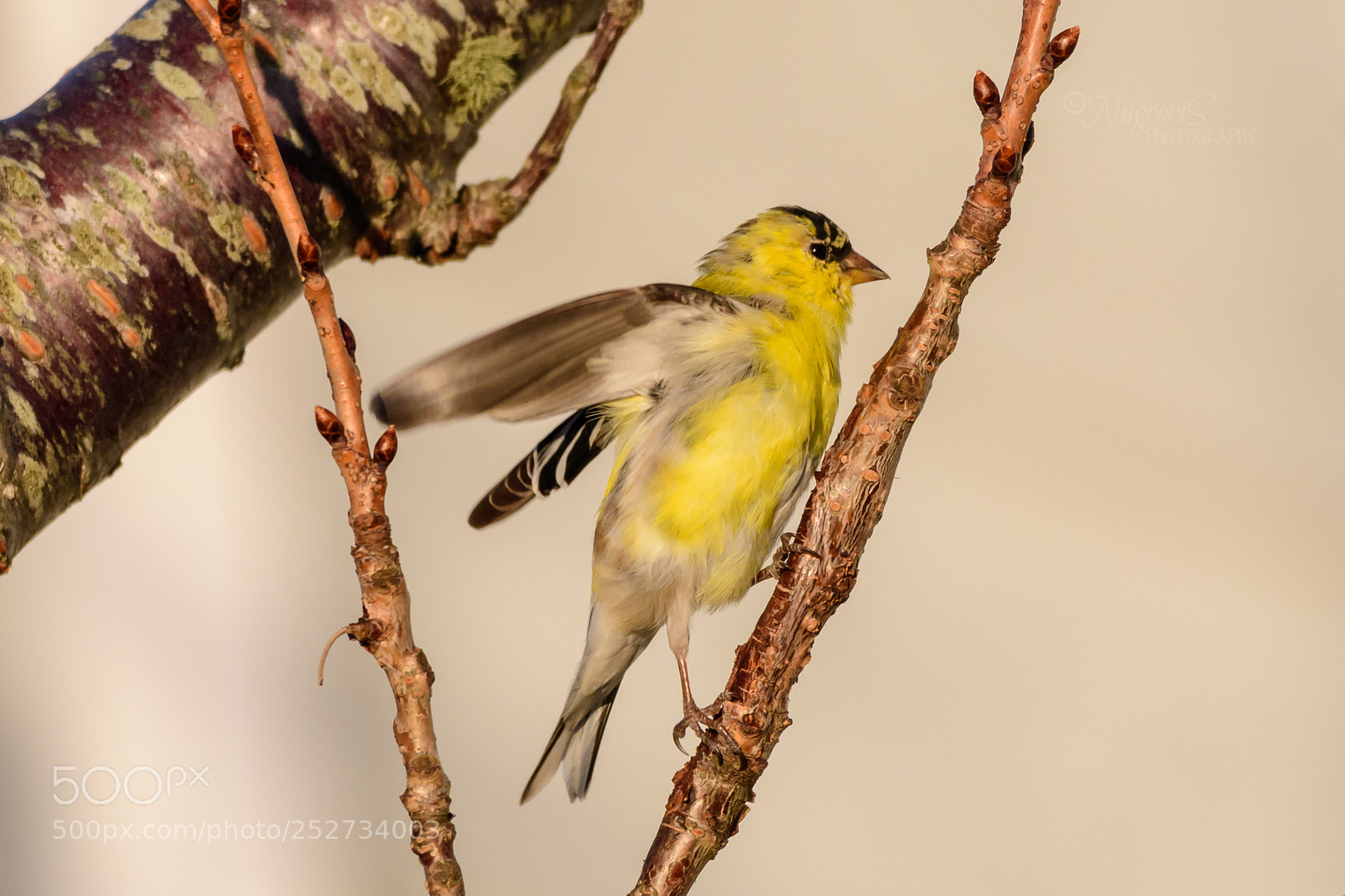 Nikon D500 sample photo. American goldfinch photography