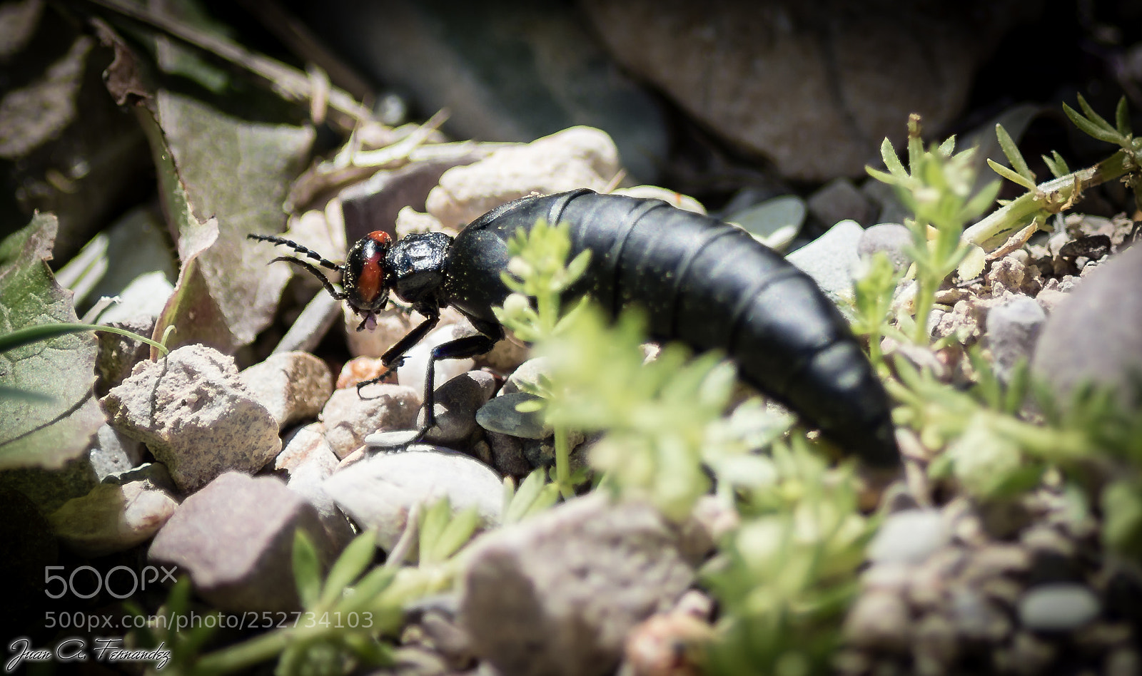 Nikon D7200 sample photo. Ant queen photography
