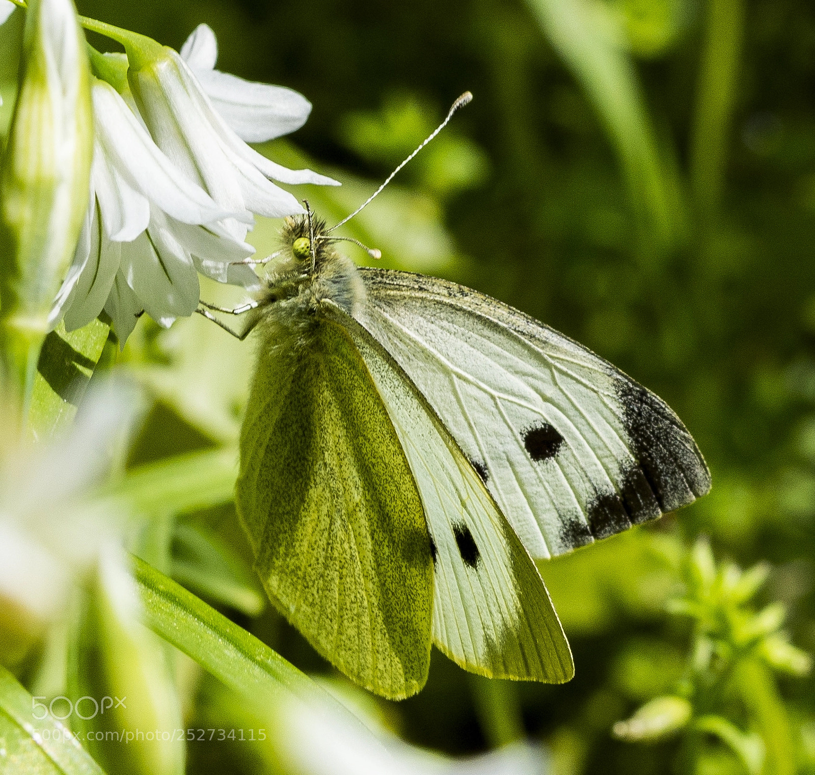Nikon D7100 sample photo. Farfalla pieris brassicae photography