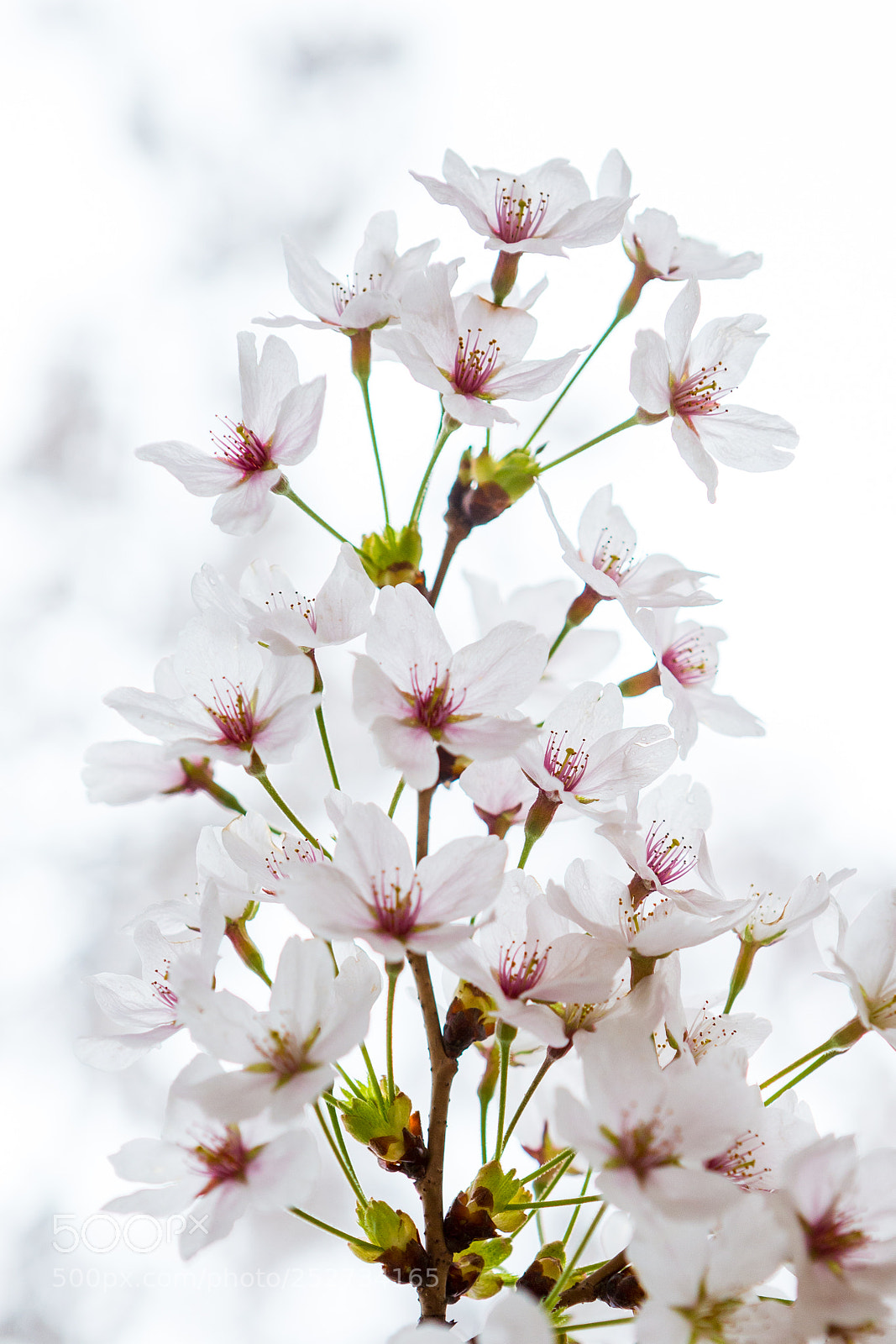 Canon EOS-1D X sample photo. Beautiful cherry blossom in photography