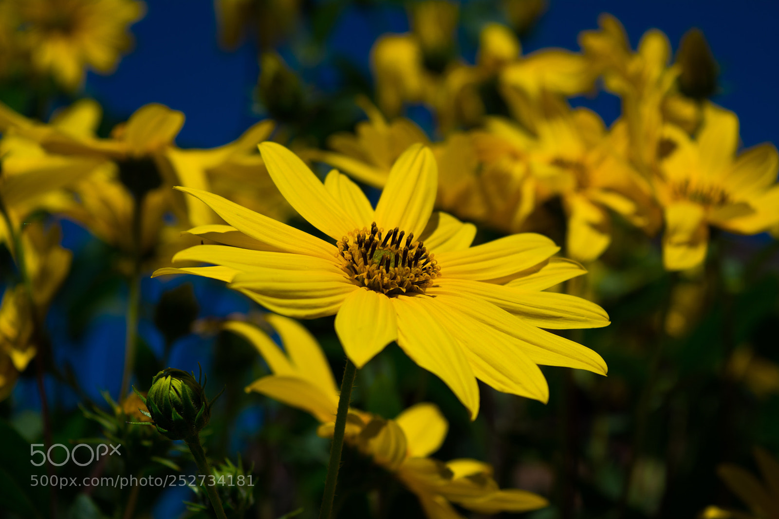 Nikon D5200 sample photo. Zoom in photography