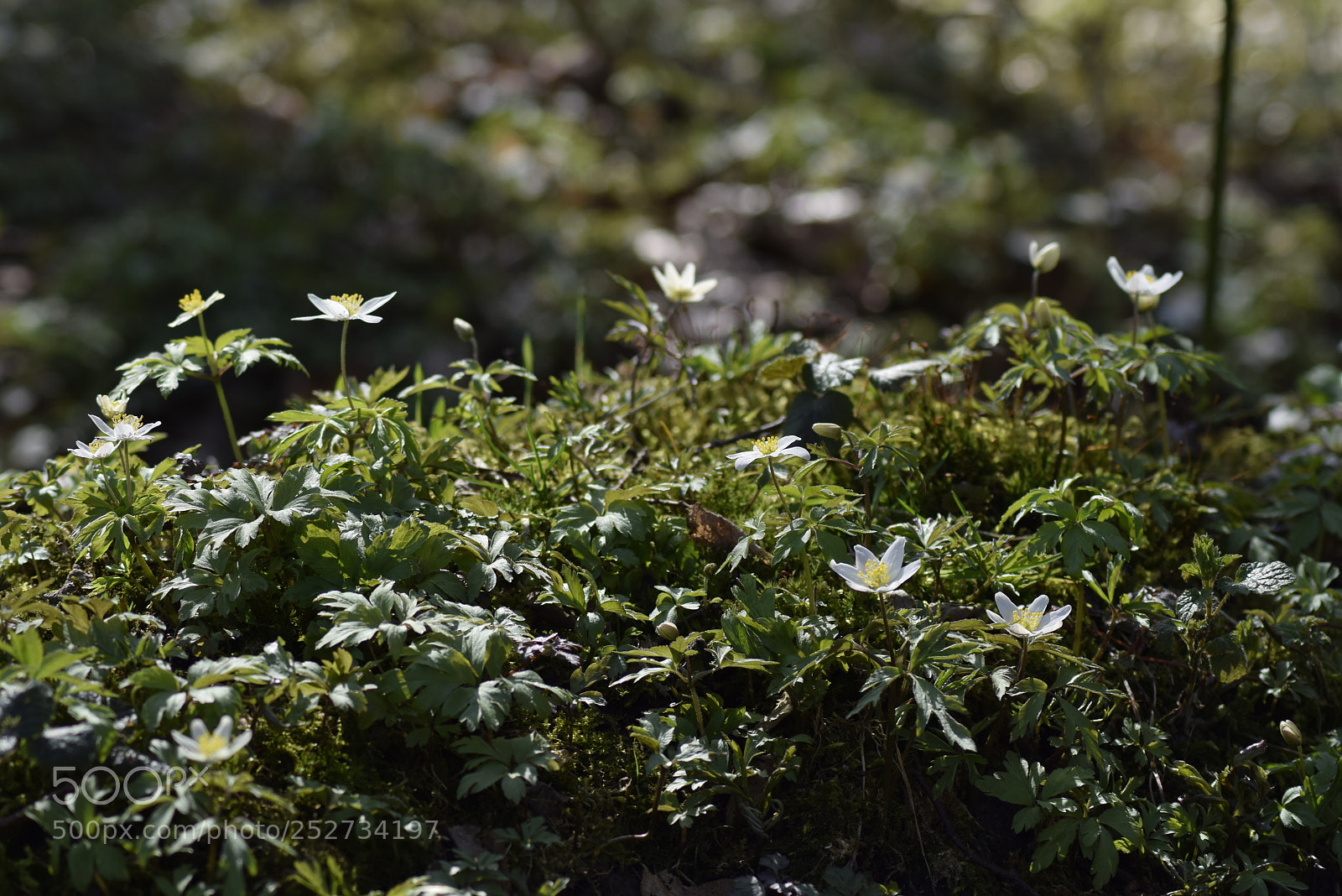 Nikon D3300 sample photo. Spring 2018/1 photography