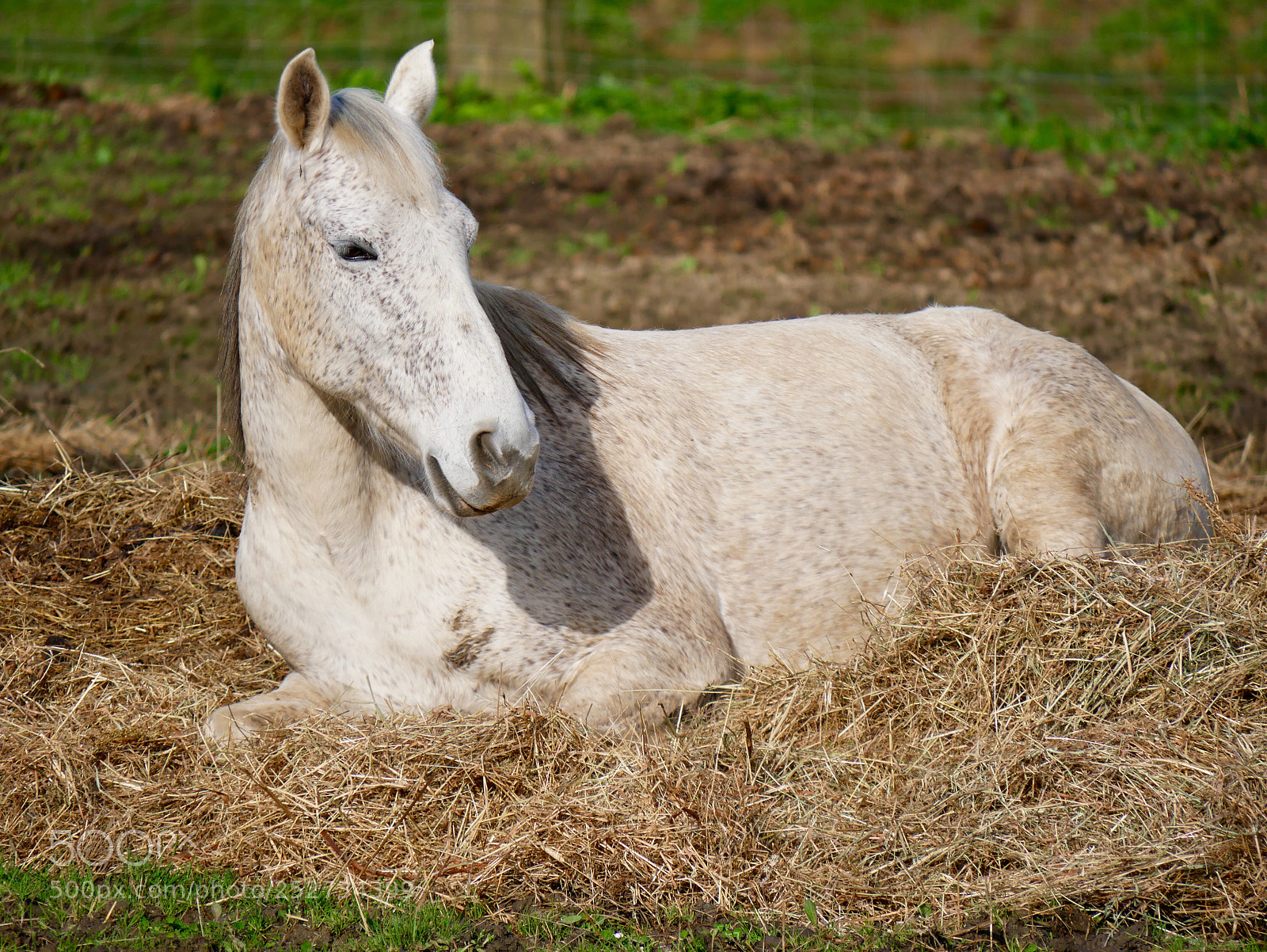 Panasonic Lumix DMC-G85 (Lumix DMC-G80) sample photo. Cheval photography