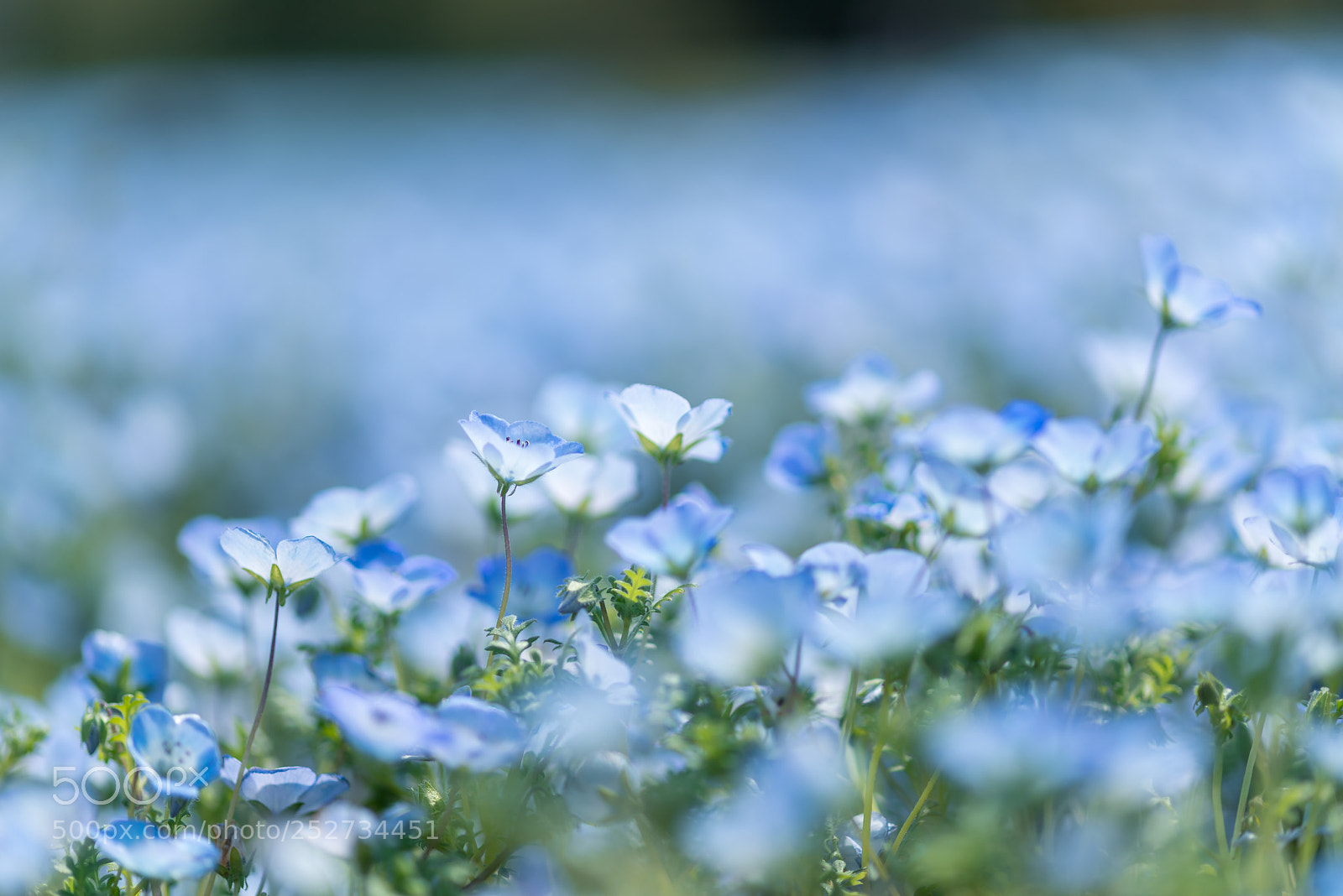 Pentax K-1 sample photo. Nemophila macro photography