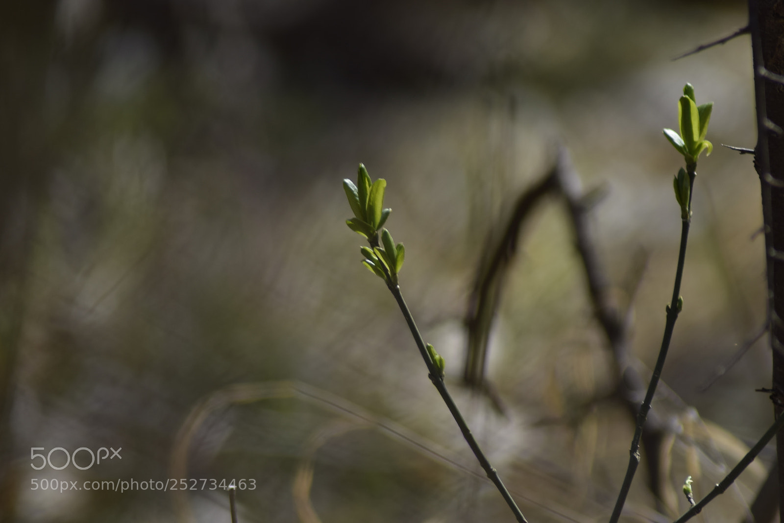 Nikon D3300 sample photo. Spring 2018/2 photography