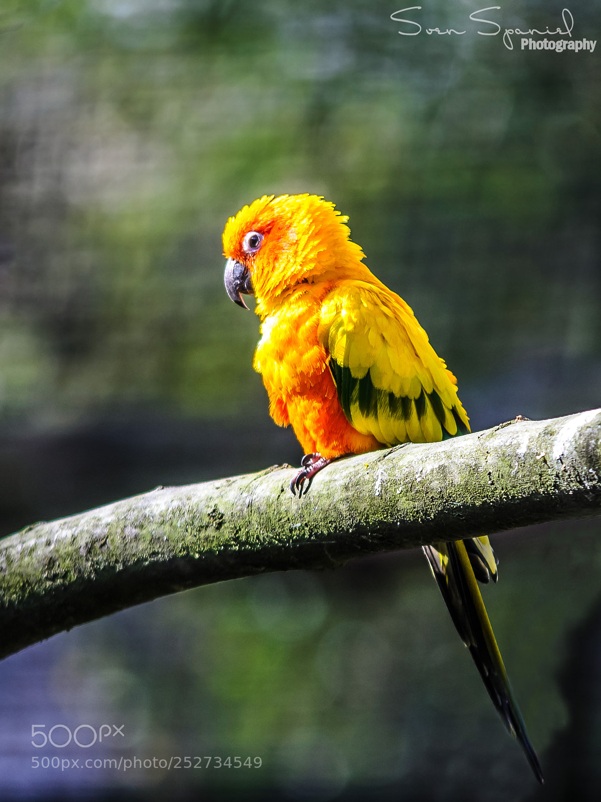 Nikon D7000 sample photo. Sonnensittich - zoo muenster photography