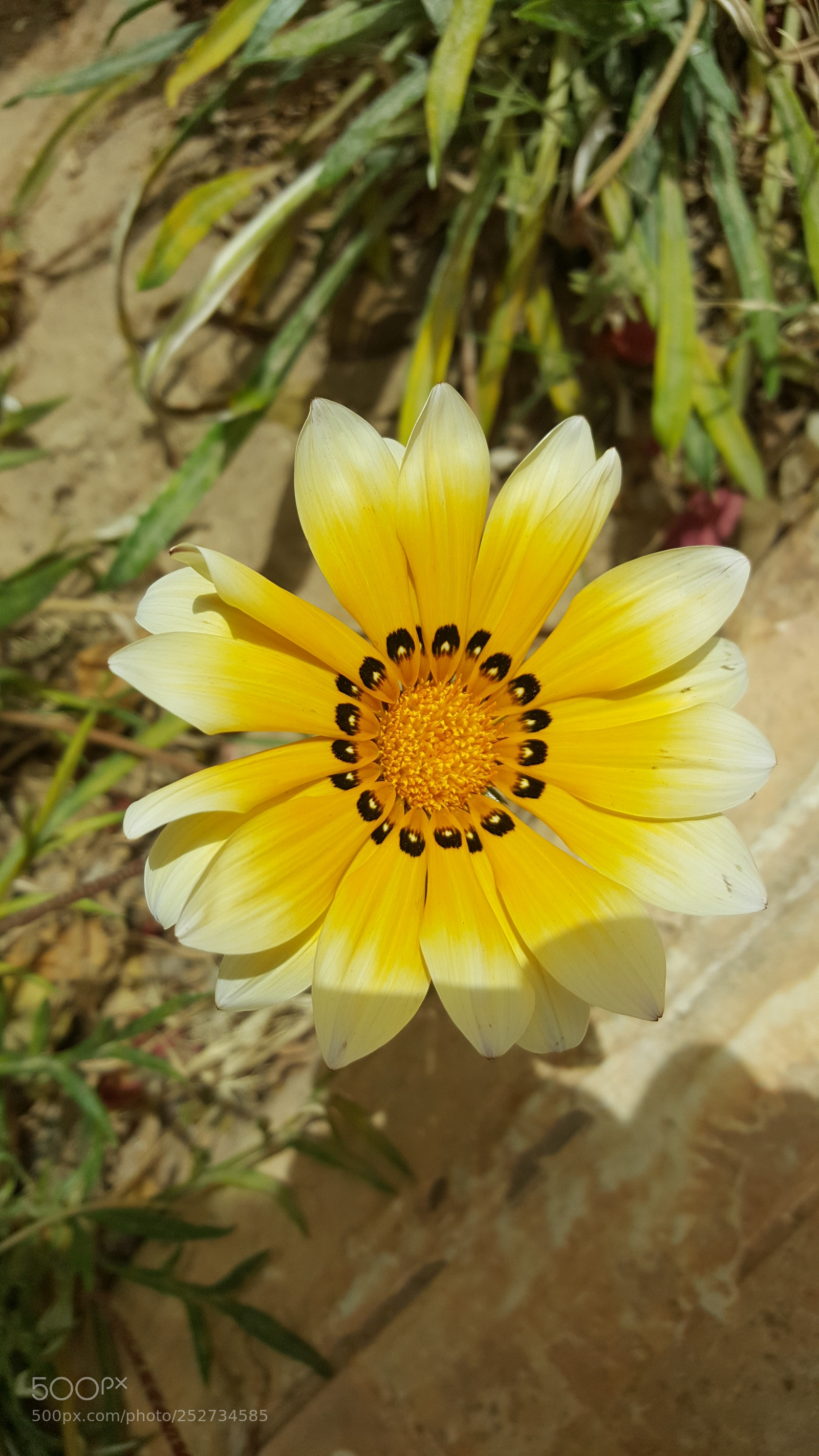 Samsung GALAXY S6 edge sample photo. Flower photography