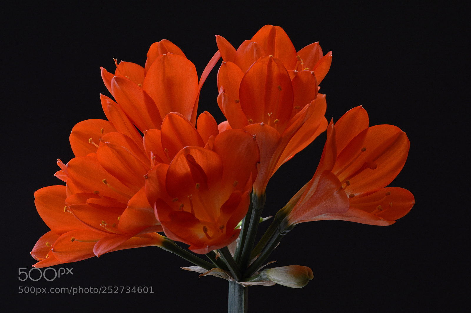 Nikon D3200 sample photo. Clivie photography
