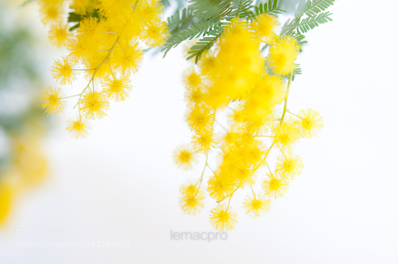 Nikon D90 sample photo. Mimosa...4 photography