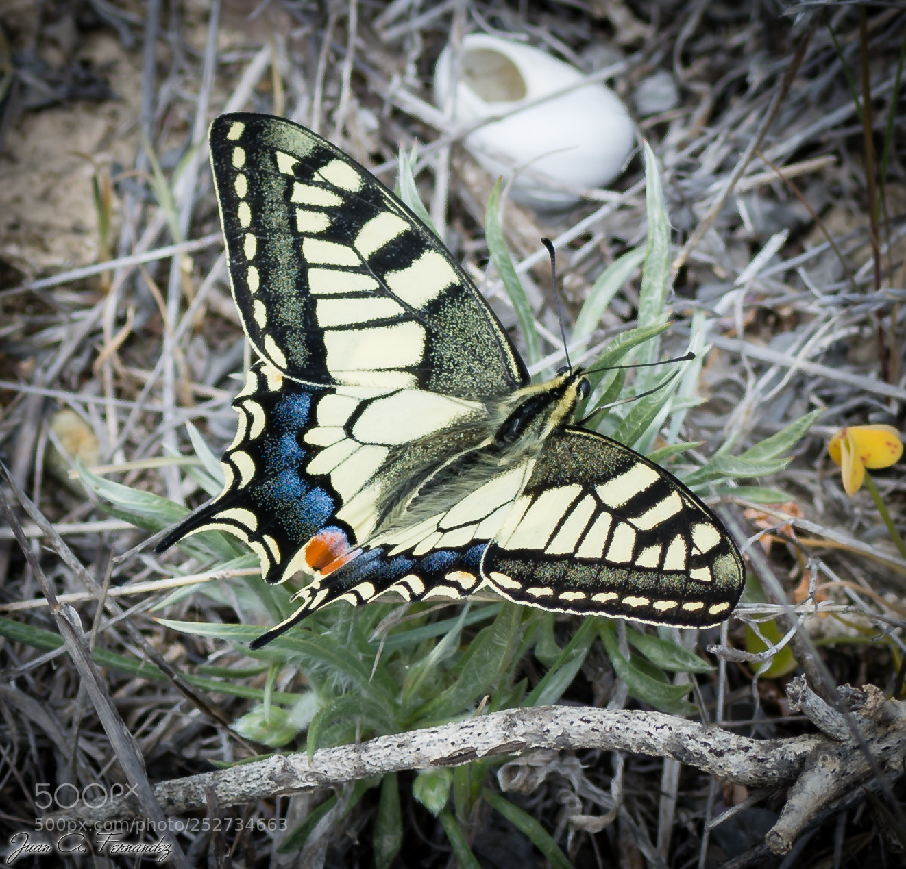 Nikon D7200 sample photo. Papilo machaon detail photography
