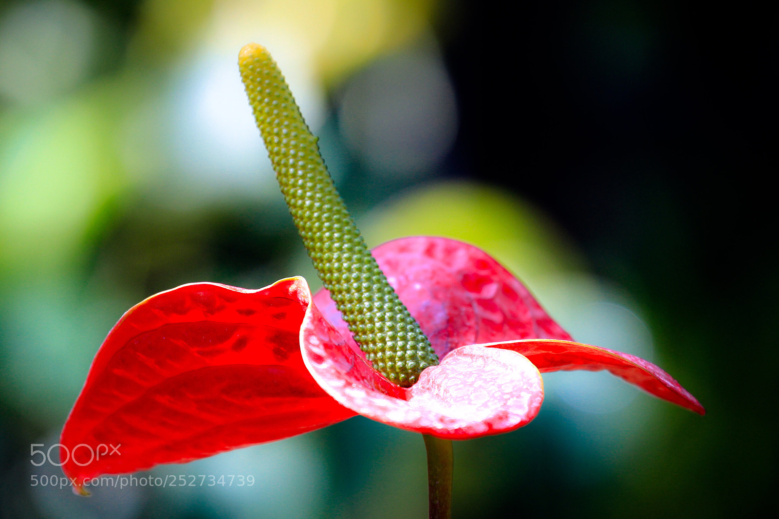 Canon EOS-1D Mark IV sample photo. Untitled photography