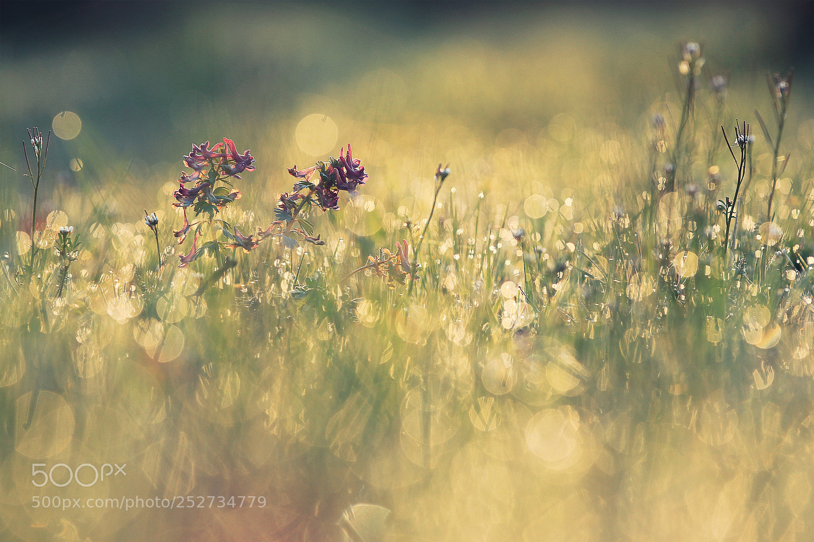 Canon EOS 80D sample photo. Violet rise photography