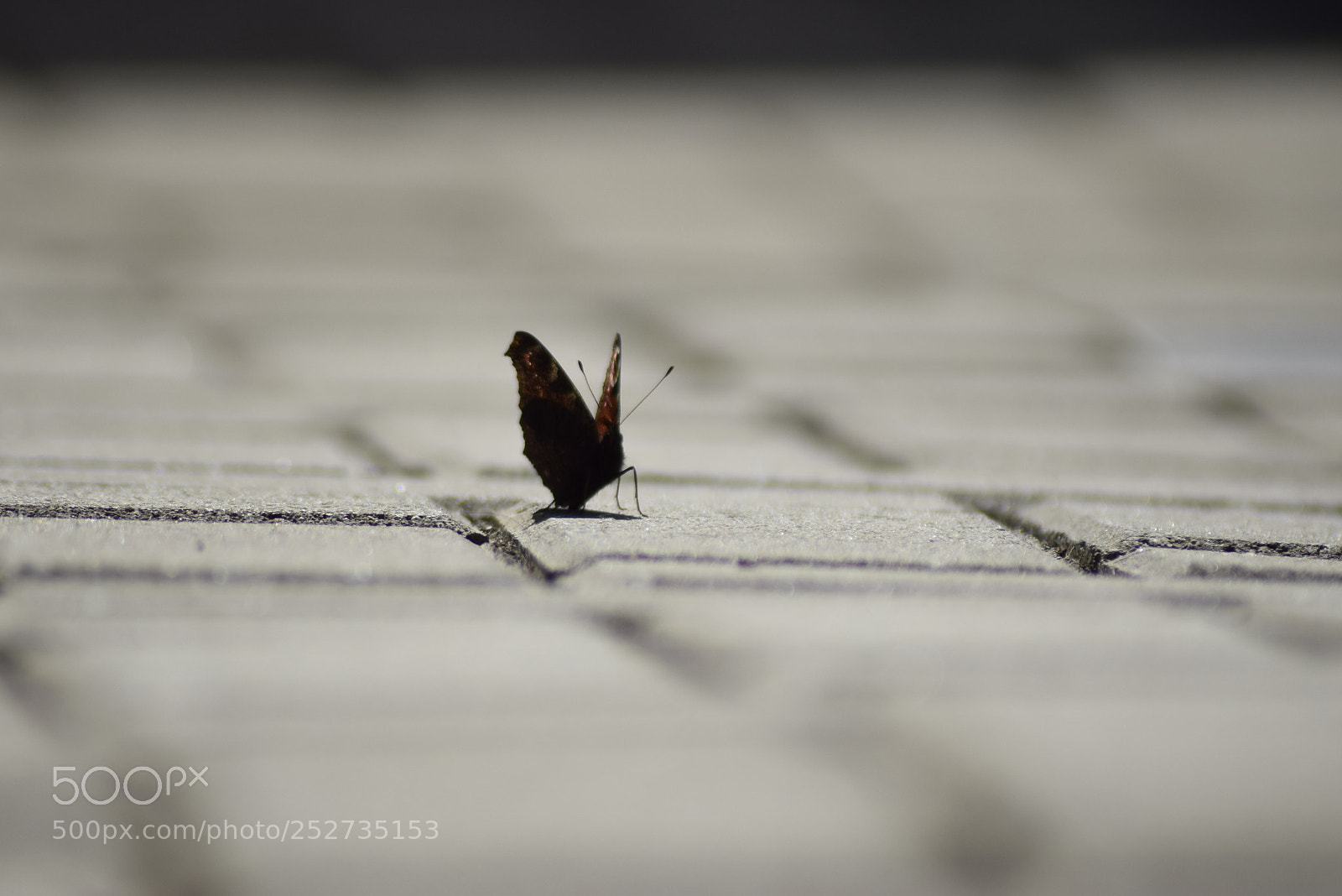 Nikon D3300 sample photo. Butterfly photography