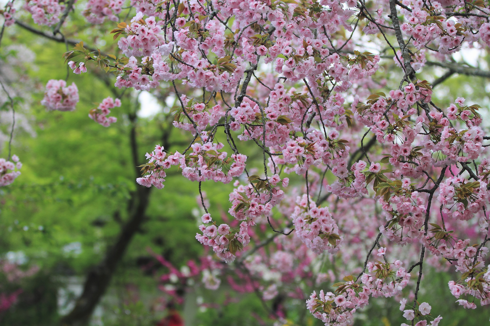 Canon EOS 7D sample photo