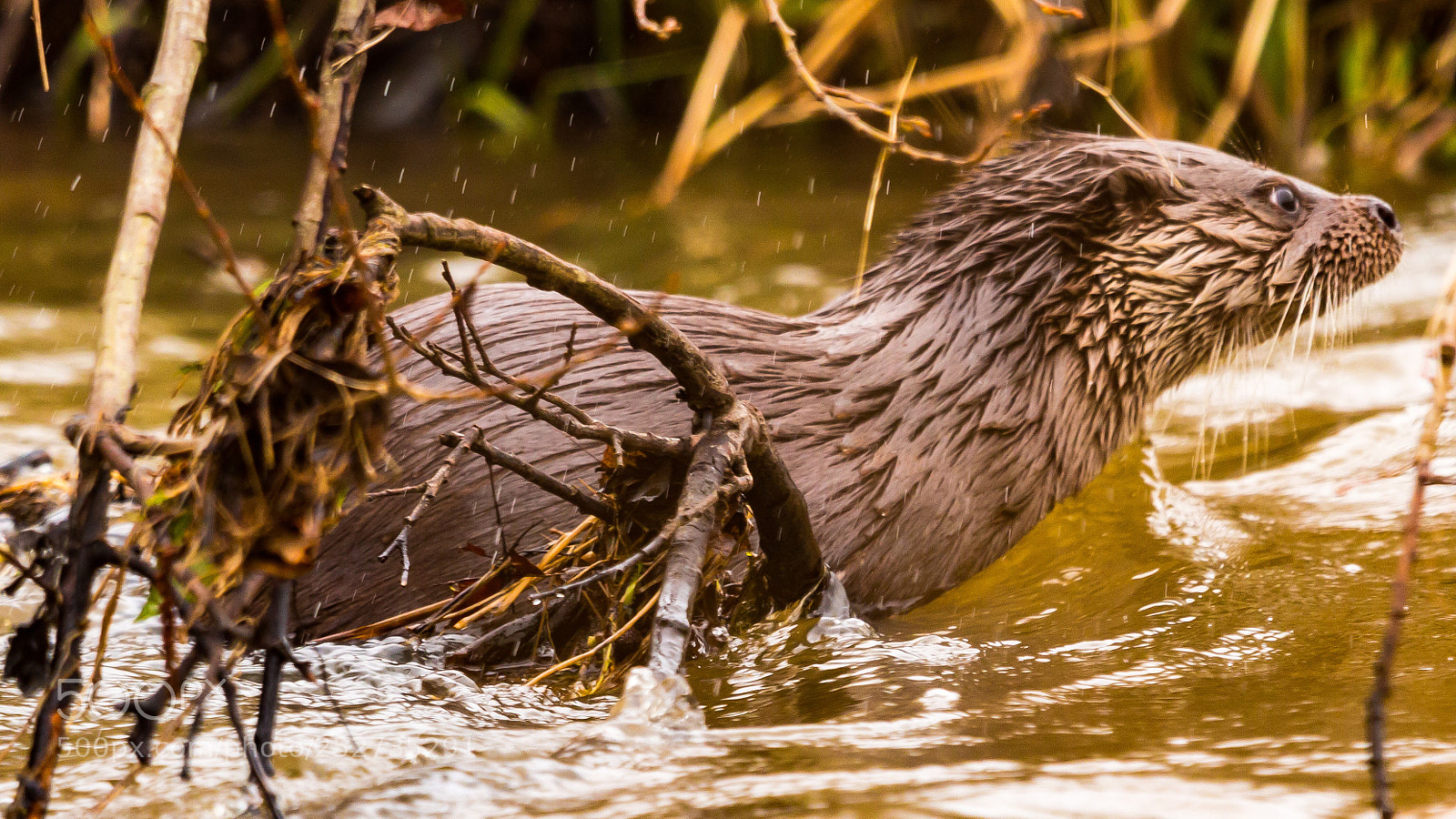 Canon EOS 70D sample photo. Otter photography