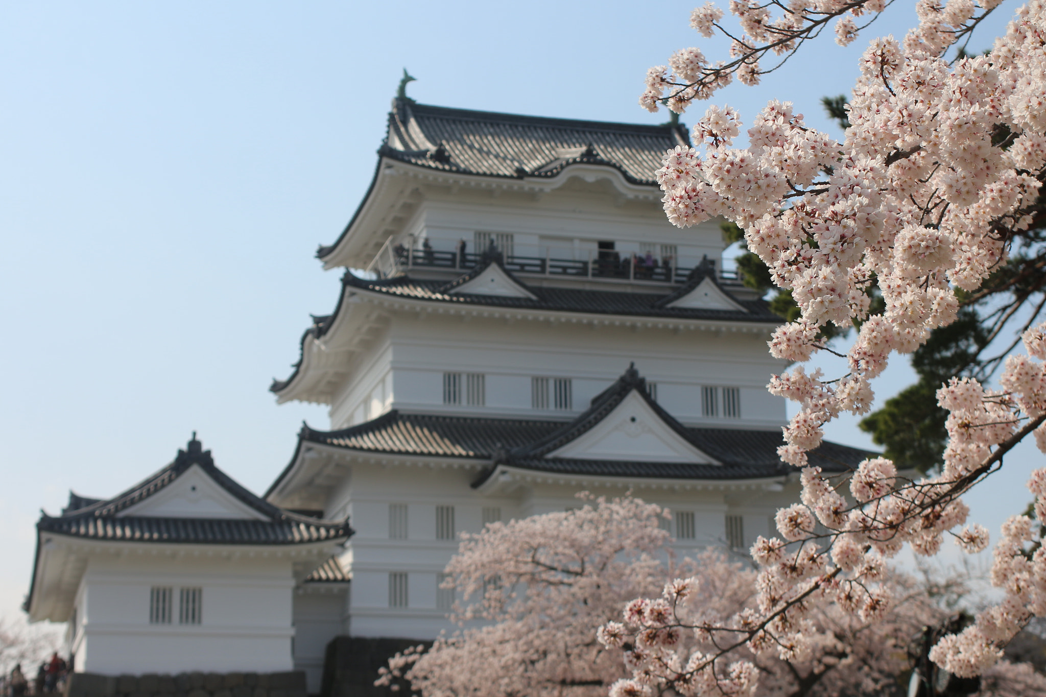 Canon EOS 650D (EOS Rebel T4i / EOS Kiss X6i) sample photo. Blossom odawara castle photography