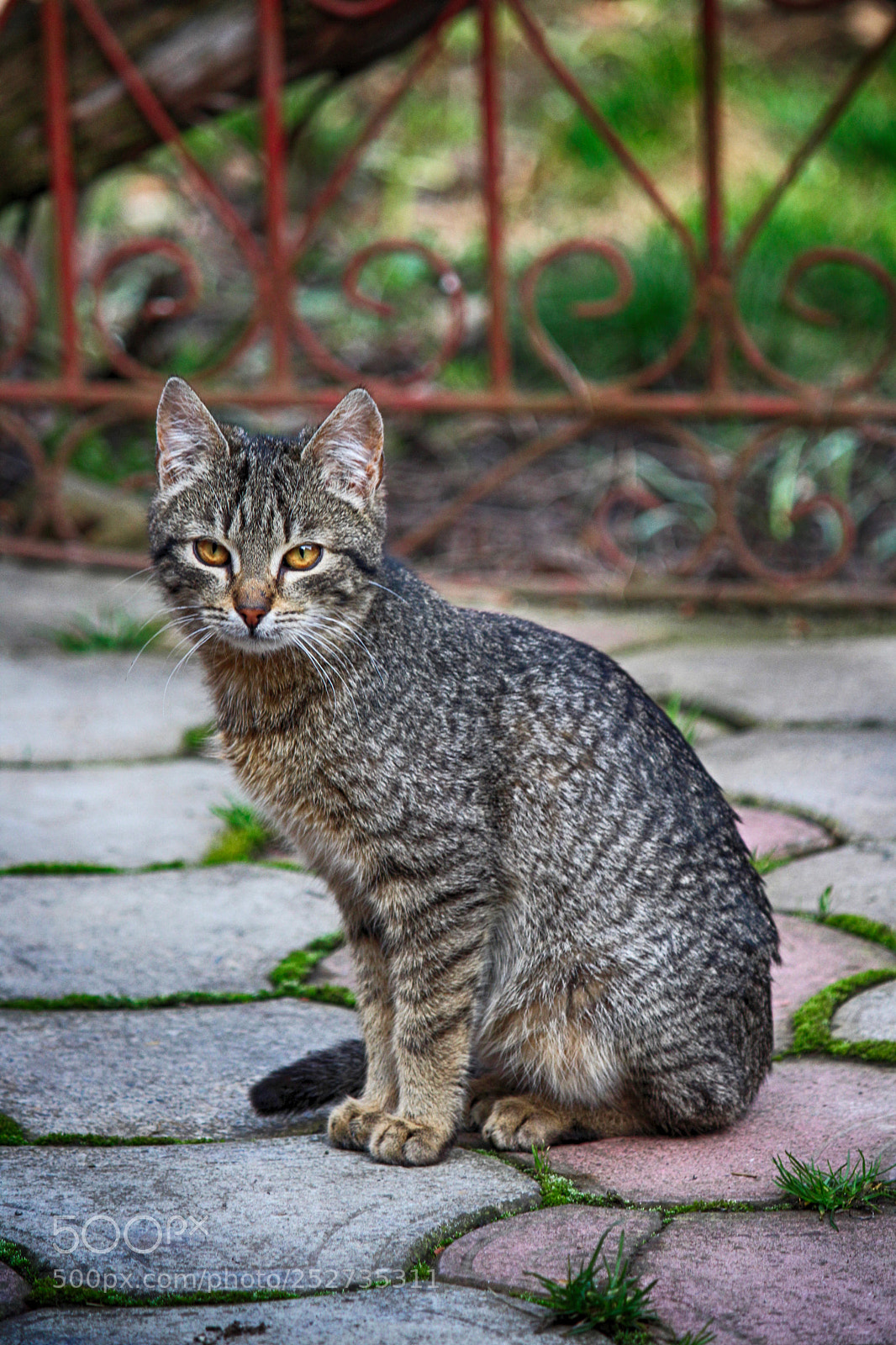 Canon EOS 1300D (EOS Rebel T6 / EOS Kiss X80) sample photo. The cat photography